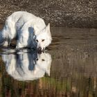 Berger Blanc Suisse 