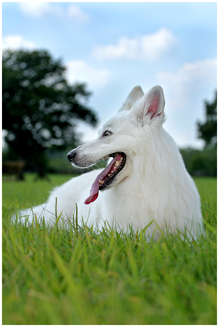 Berger Blanc Suisse