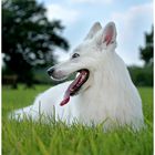 Berger Blanc Suisse