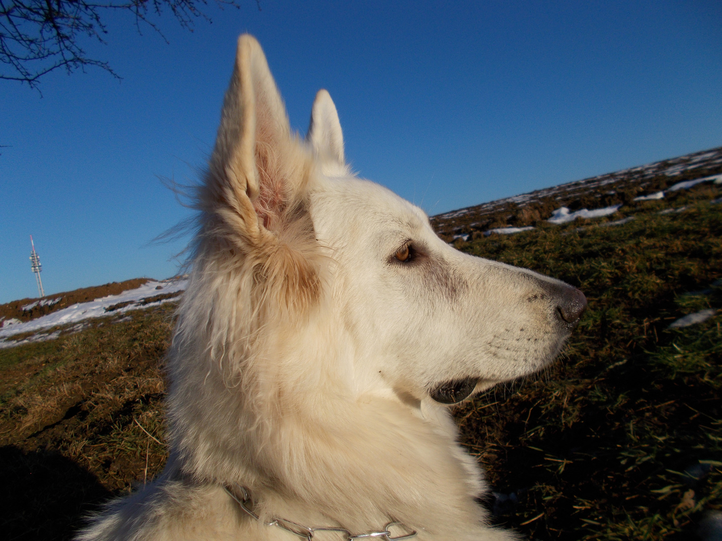 Berger Blanc Suisse Weisser Schweizer Schäferhund