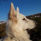 Berger Blanc Suisse Weisser Schweizer Schäferhund