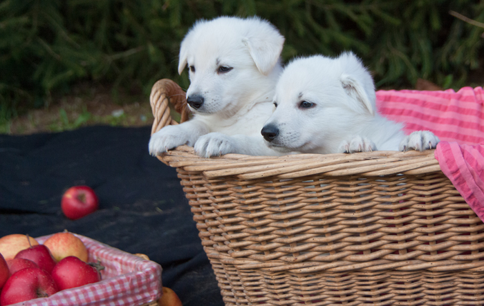 Berger Blanc Suisse Welpen 12 Wochen