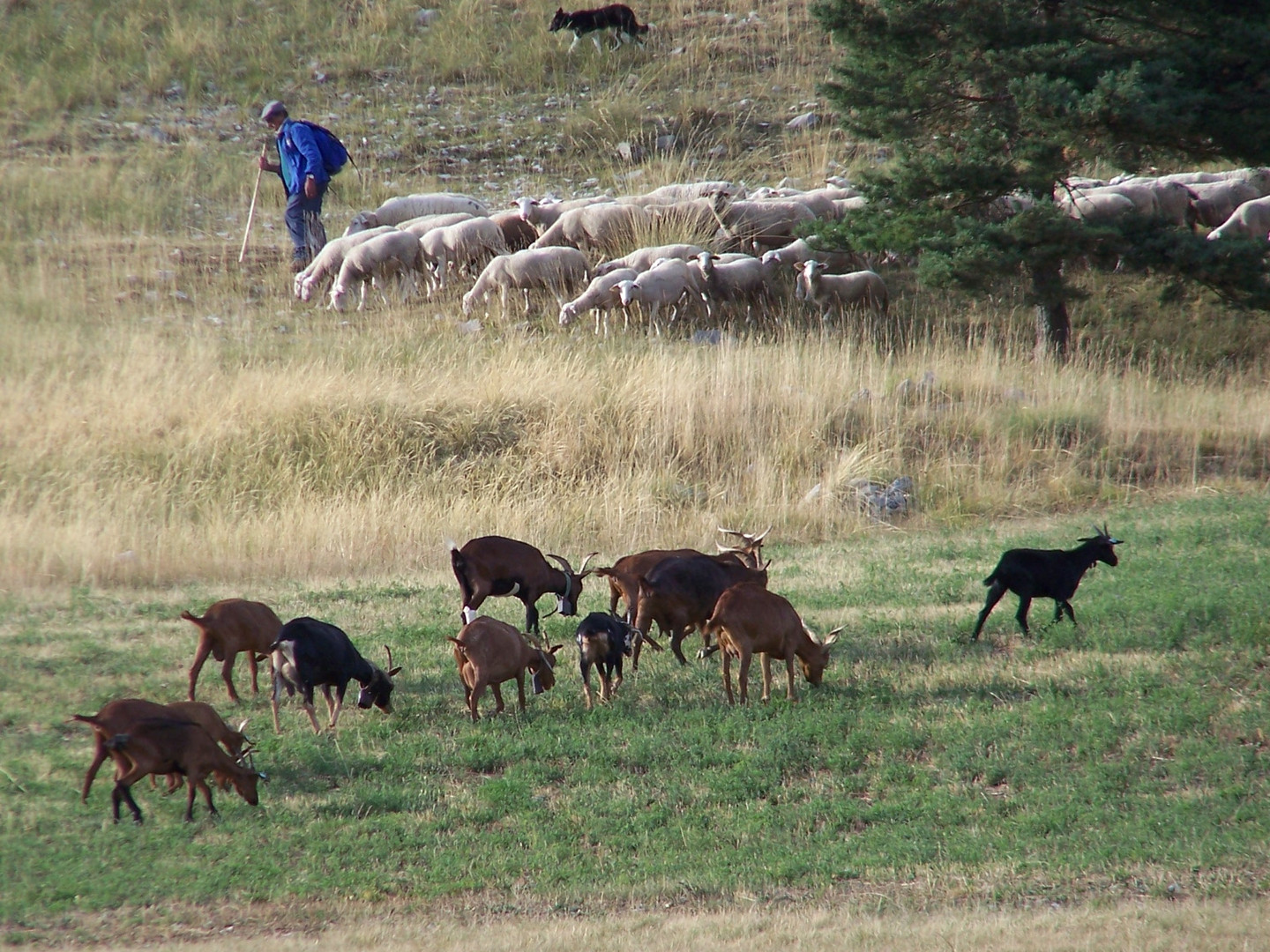 BERGER DANS LES HAUTES-ALPES