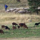 BERGER DANS LES HAUTES-ALPES