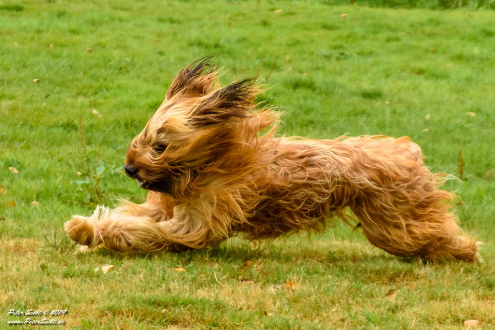 Berger de Brie Briard Foto & Bild hunde, hund, natur Bilder auf