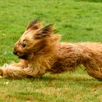 Berger de Brie - Briard