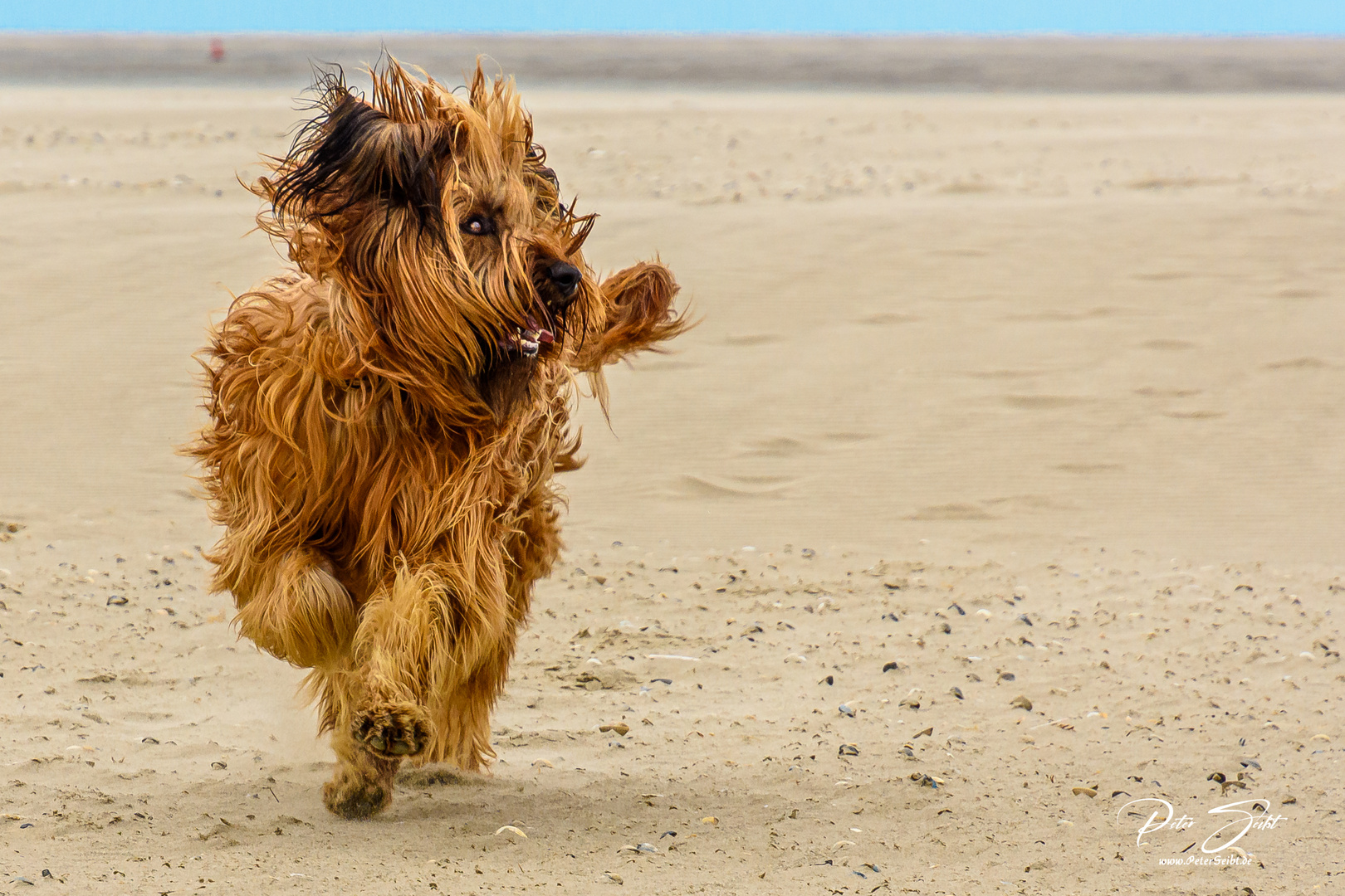 Berger de Brie - Briard