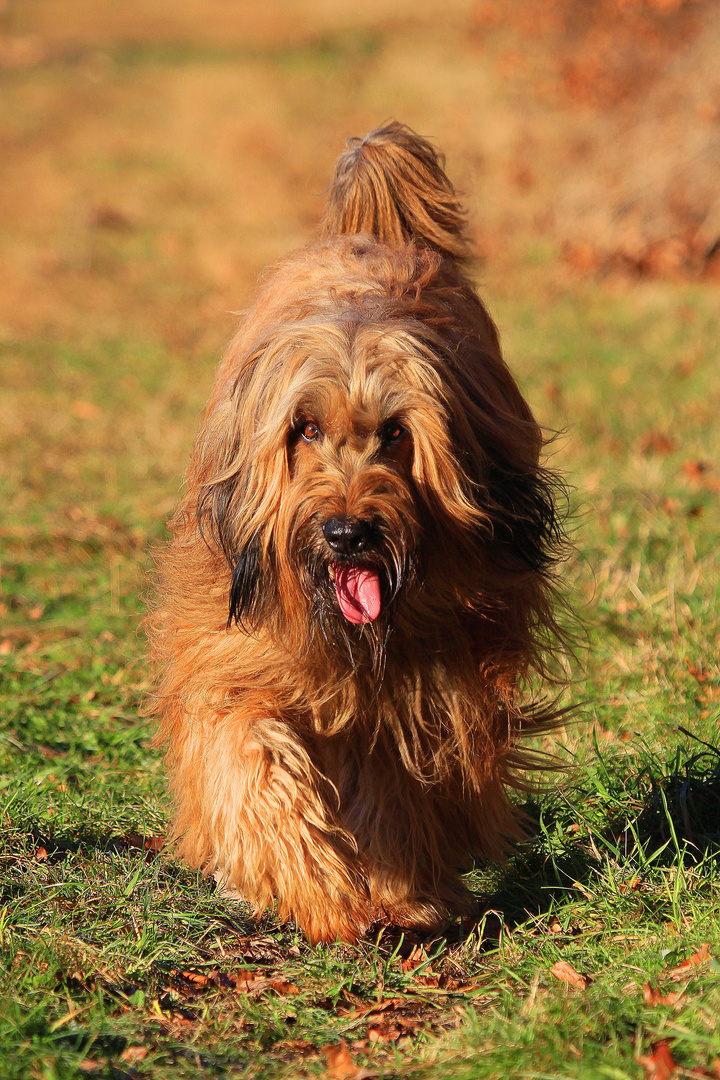 berger de Brie " Buddy "