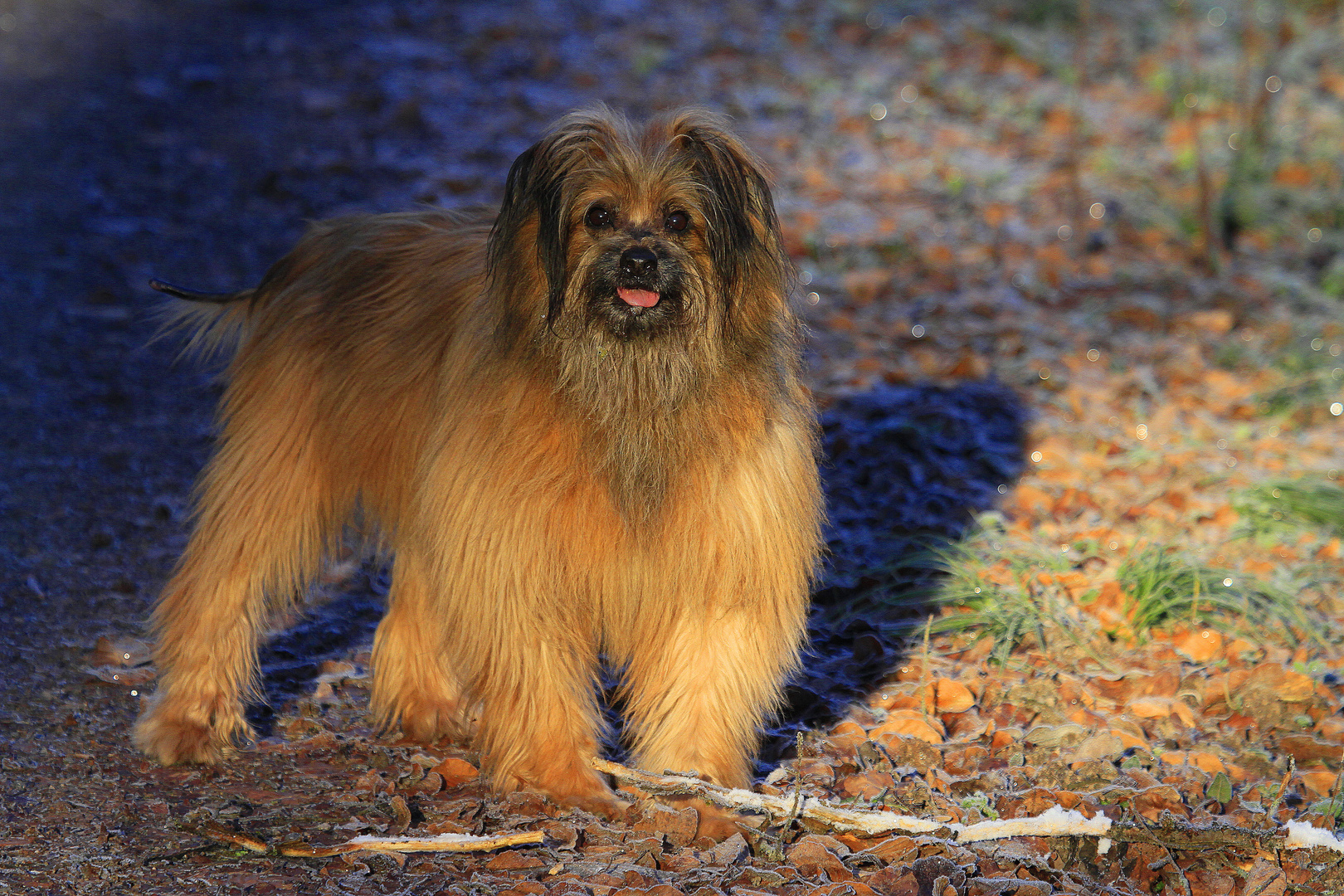 Berger des Pyrénée " Filou "