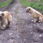 Berger des Pyrenees Chaja lernt hören