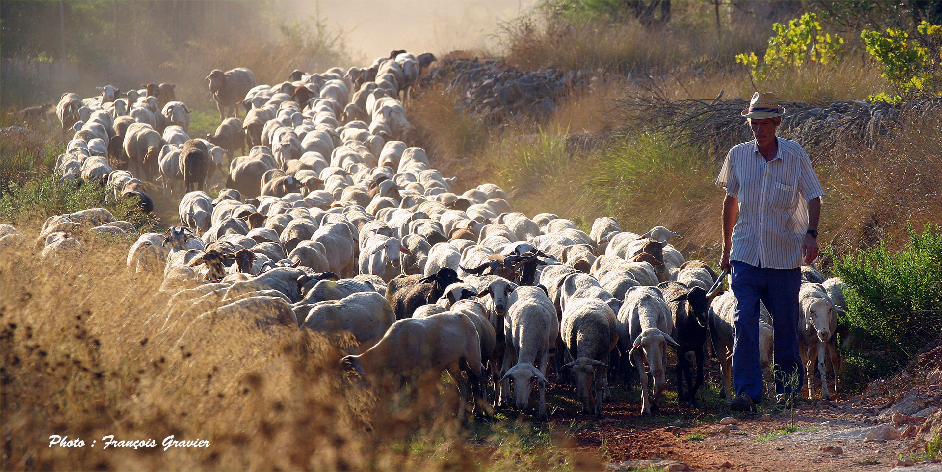 Berger et ses moutons