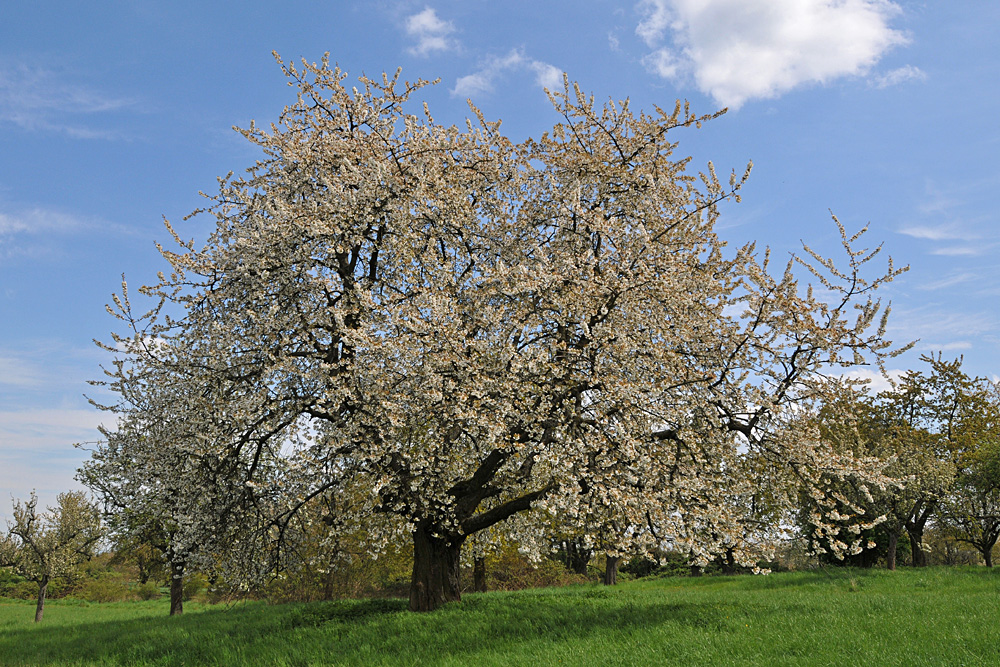 Berger Rücken: Kirschblüten – Pracht