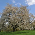 Berger Rücken: Kirschblüten – Pracht