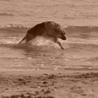 Berger sur la plage