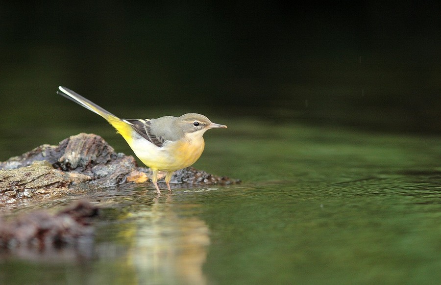 Bergeronette de ruisseau.