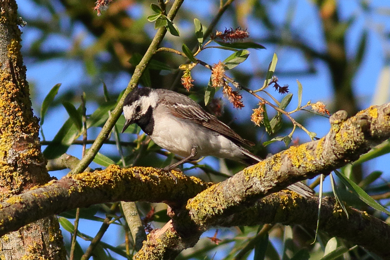 Bergeronette grise - White Wagtail