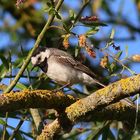 Bergeronette grise - White Wagtail