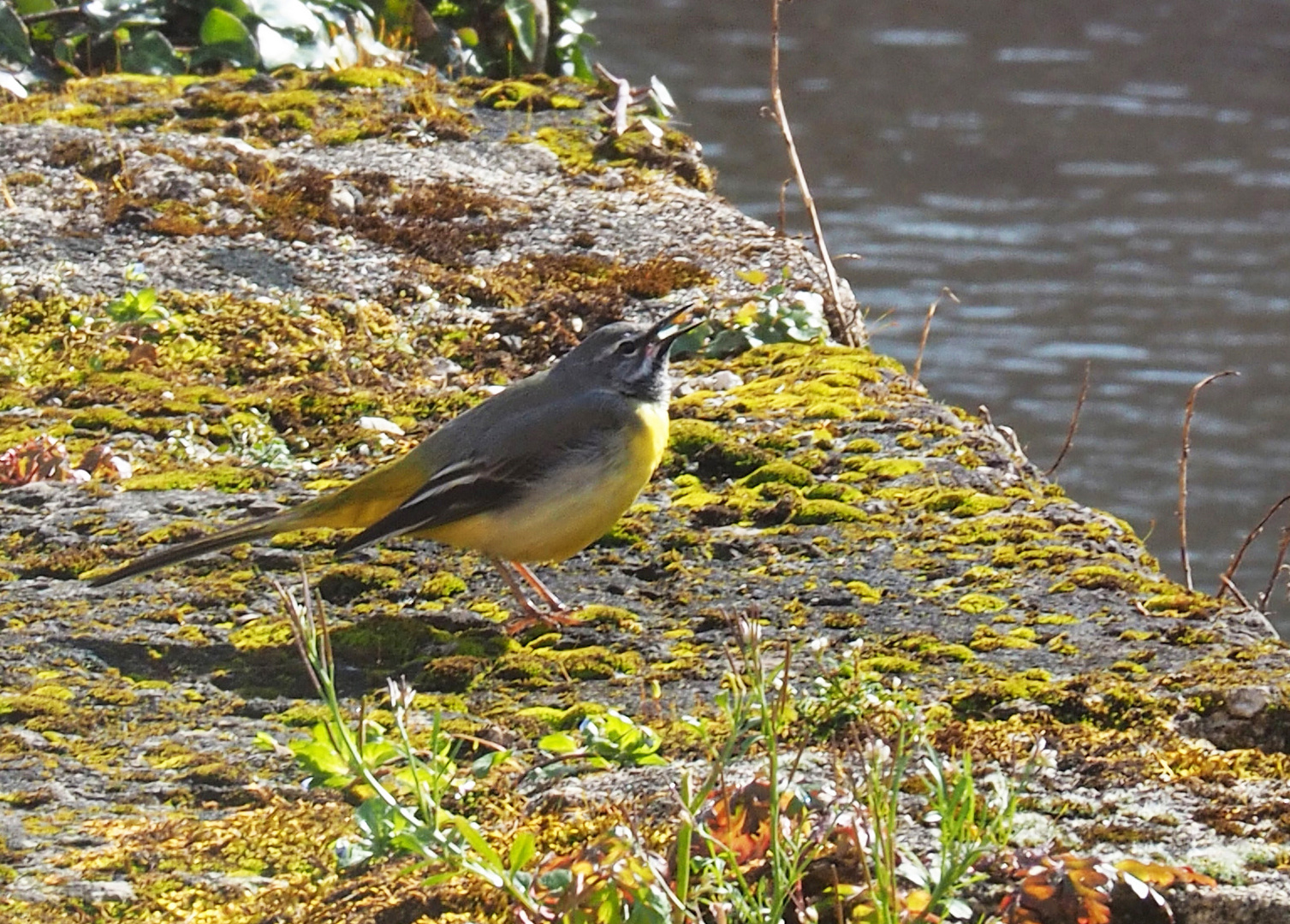 Bergeronnette des ruisseaux