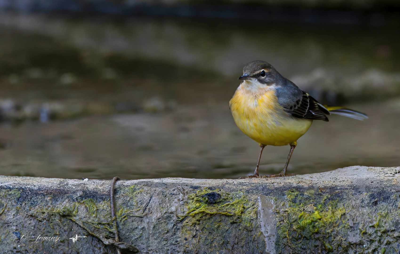 Bergeronnette des ruisseaux