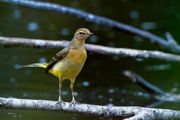 Bergeronnette des ruisseaux 