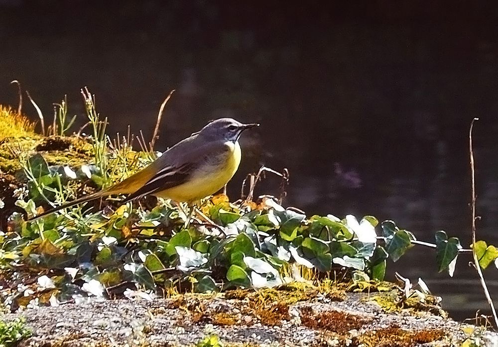 Bergeronnette des ruisseaux