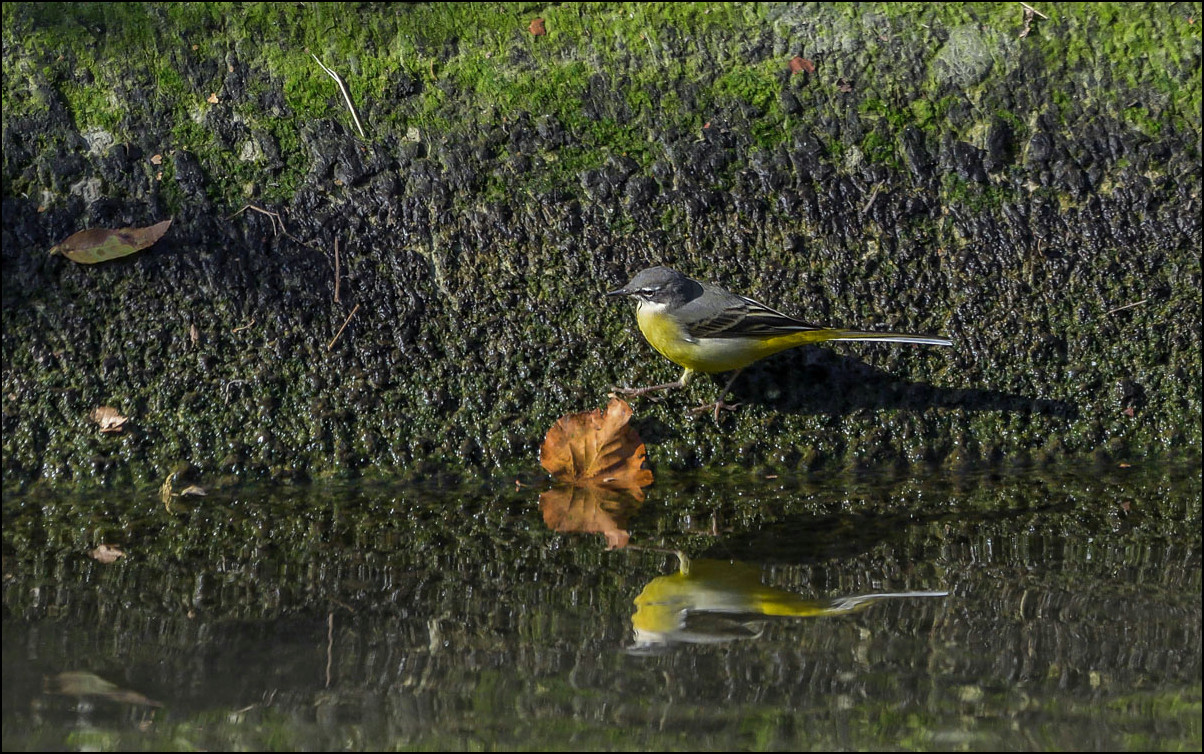 Bergeronnette des ruisseaux