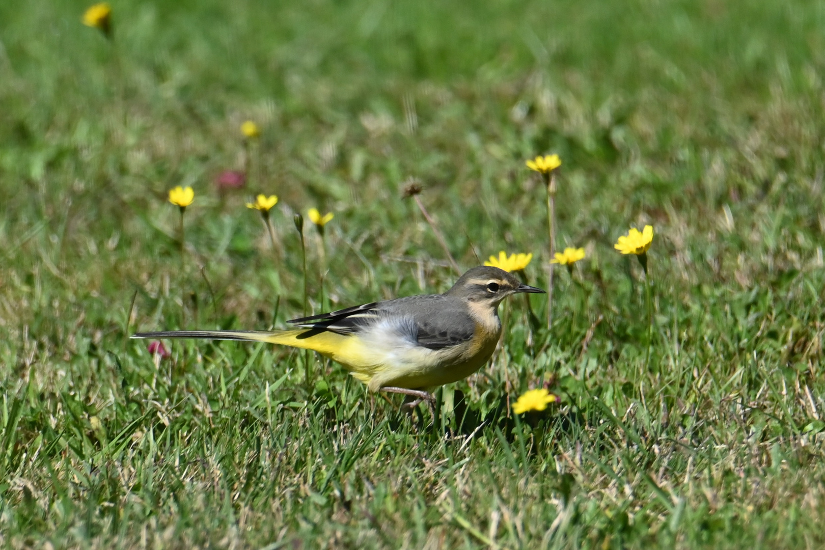 Bergeronnette des ruisseaux