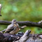 Bergeronnette des ruisseaux juvénile