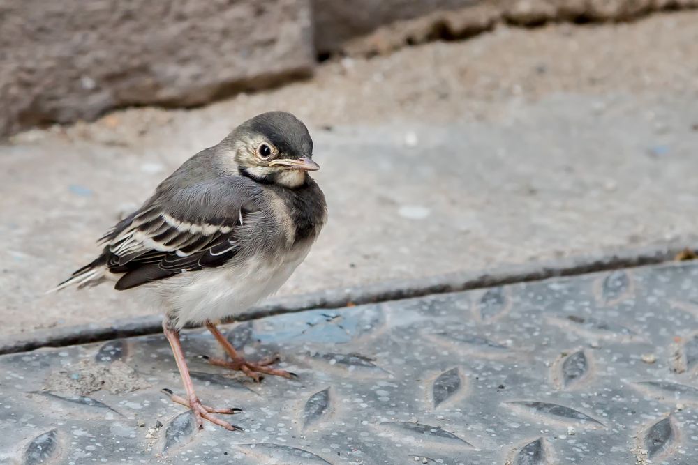 Bergeronnette grise juvenile