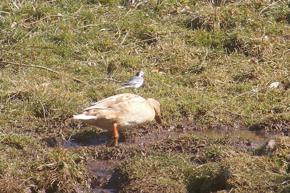 bergeronnette sur canette sauvage