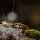 Bergfauna [1] – Bergschnecke