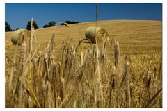 Bergfest des Sommers