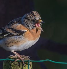 Bergfink ärgert sich