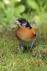 Bergfink als Dauergast im Garten