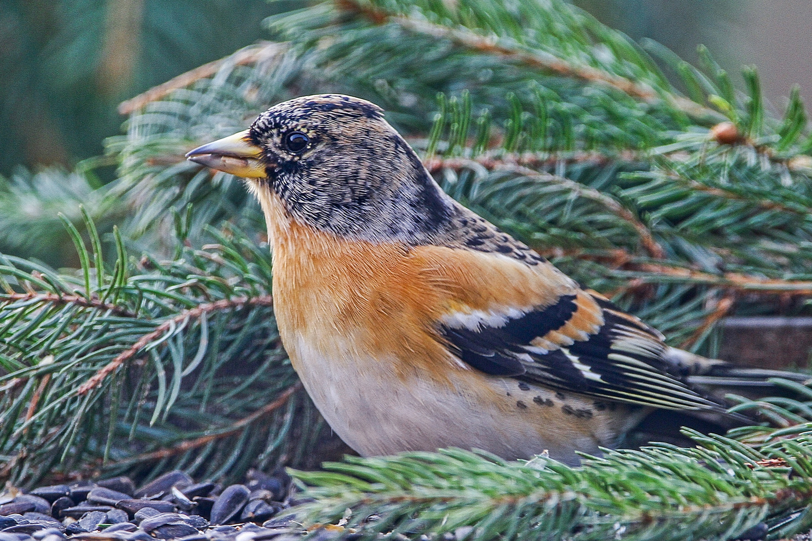 Bergfink an der Futterstelle