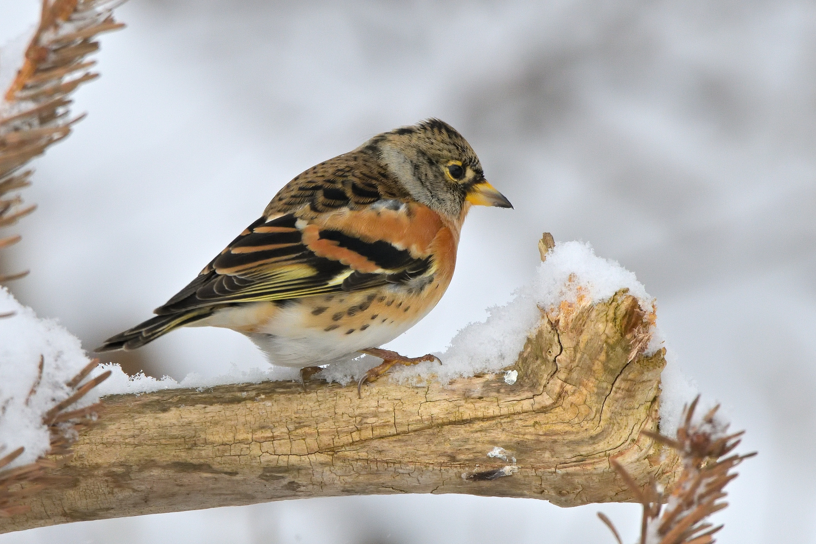 Bergfink, auch Nordfink (Fringilla montifringilla)