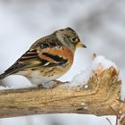 Bergfink, auch Nordfink (Fringilla montifringilla)