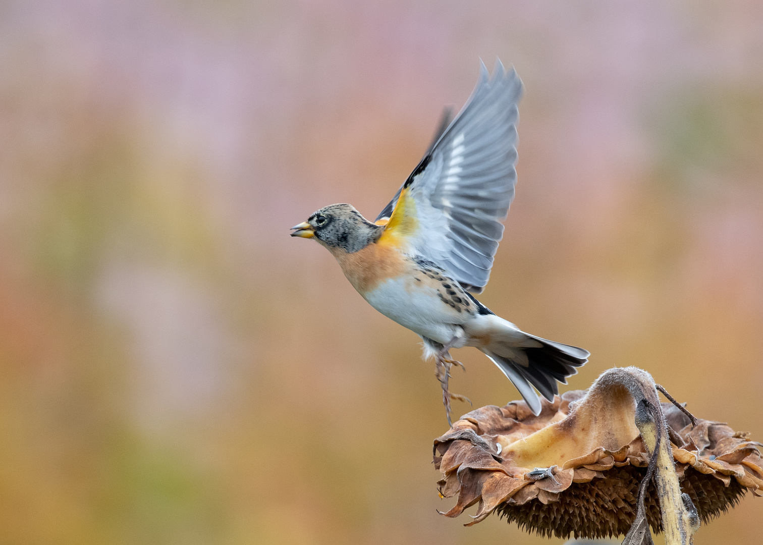 Bergfink auf dem Absprung