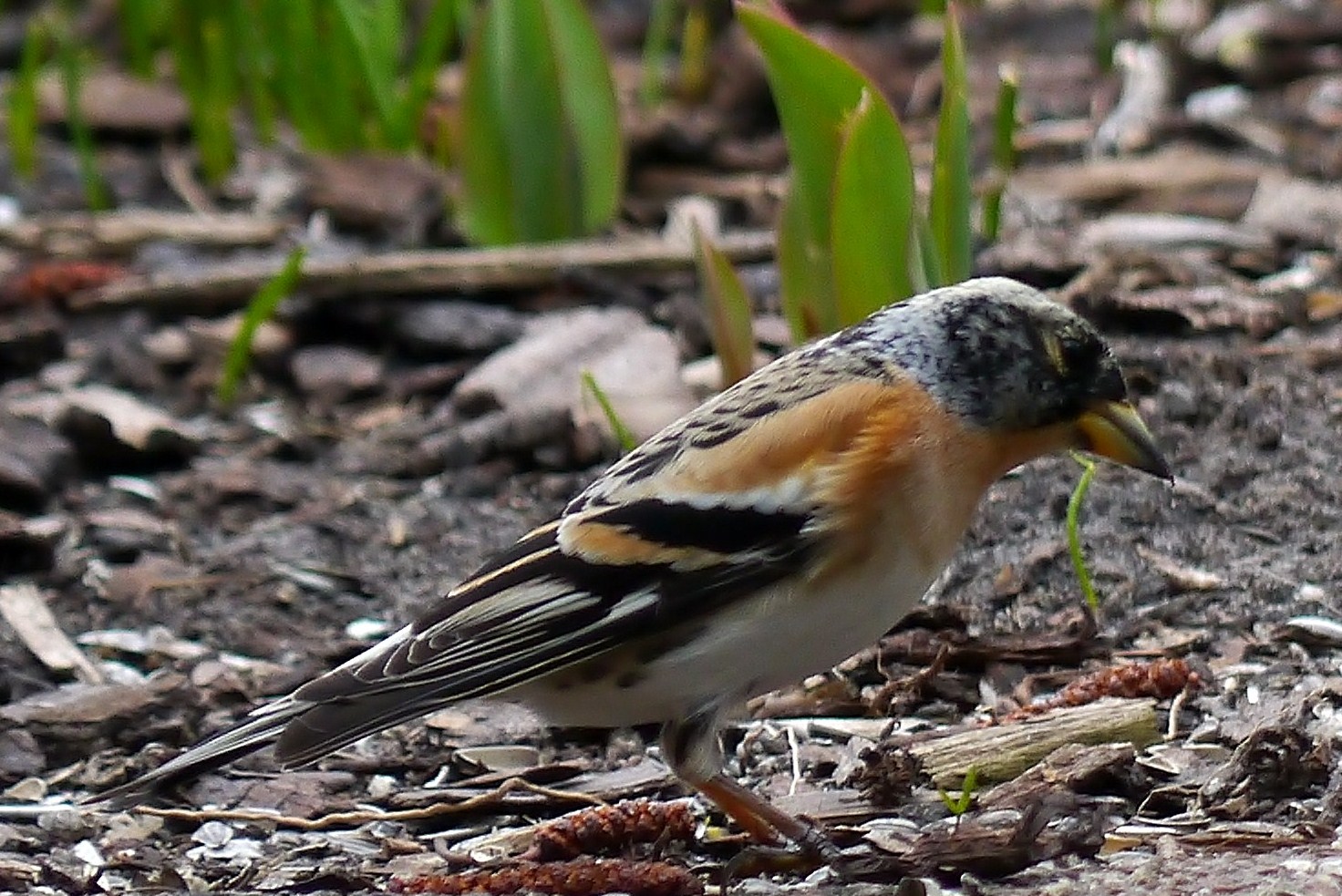 Bergfink auf der Durchreise