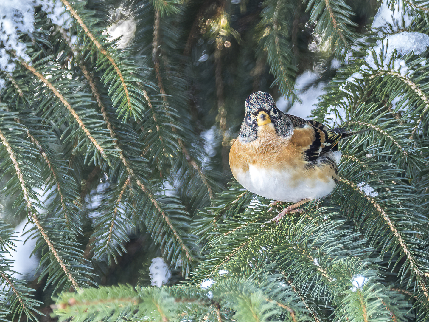 Bergfink auf Nadelbaum