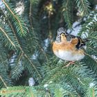 Bergfink auf Nadelbaum