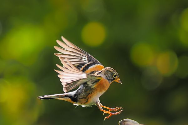 Bergfink beim Sprung zum Wasser
