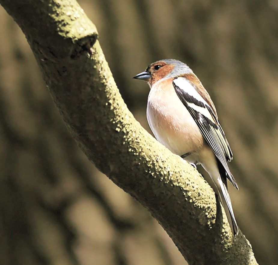 Bergfink  ( Brambling )