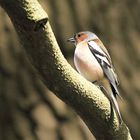 Bergfink  ( Brambling )