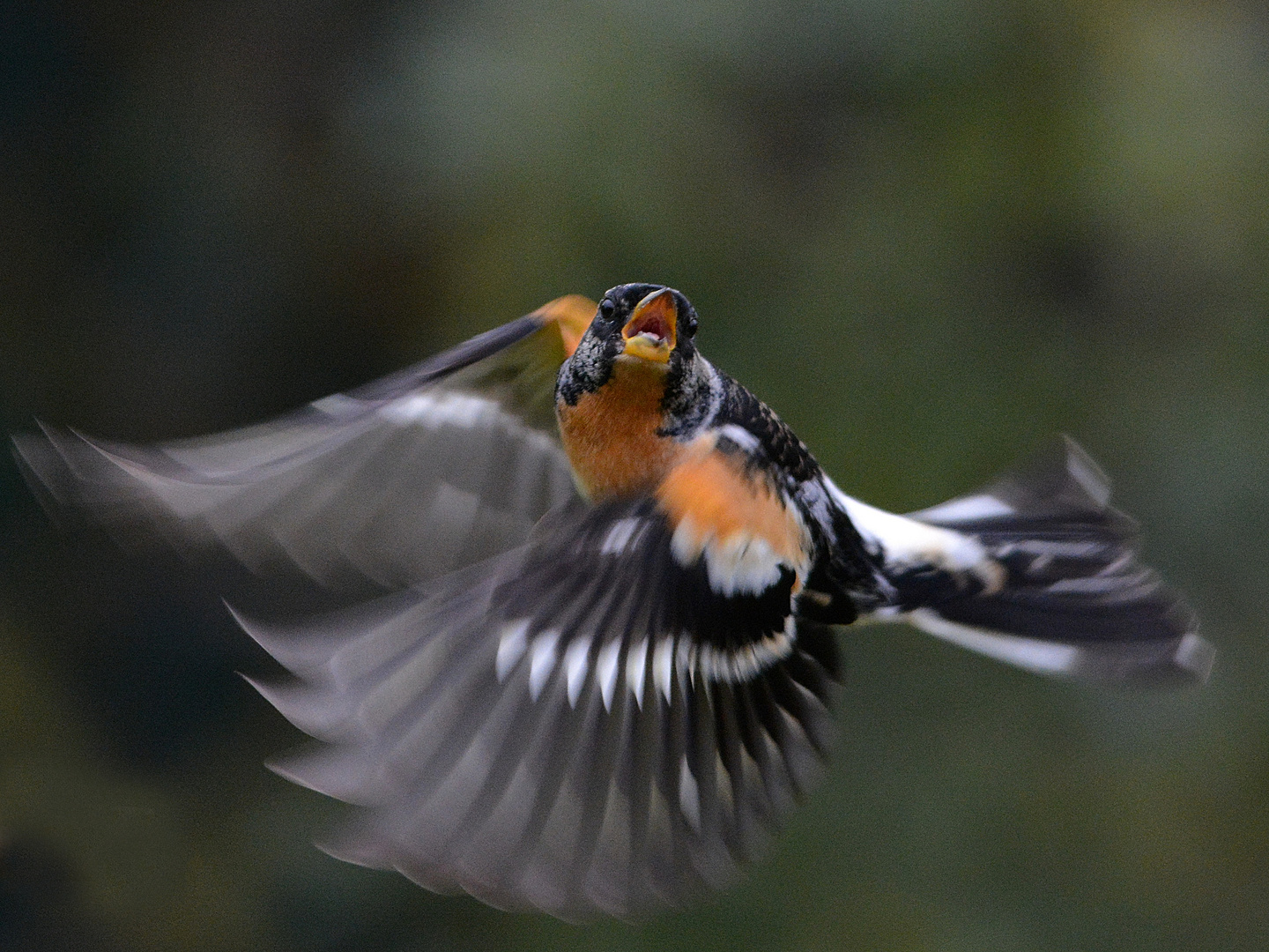 Bergfink, Flugstudie