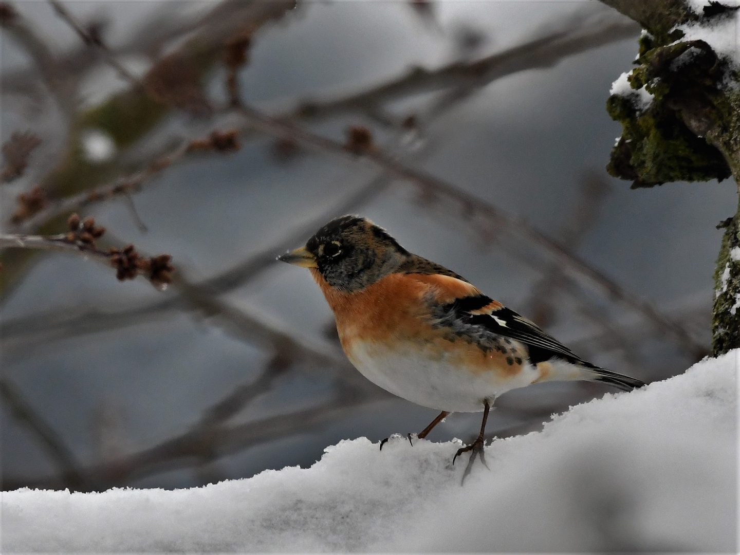 Bergfink (Fringilla montifringilla )