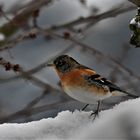 Bergfink (Fringilla montifringilla )