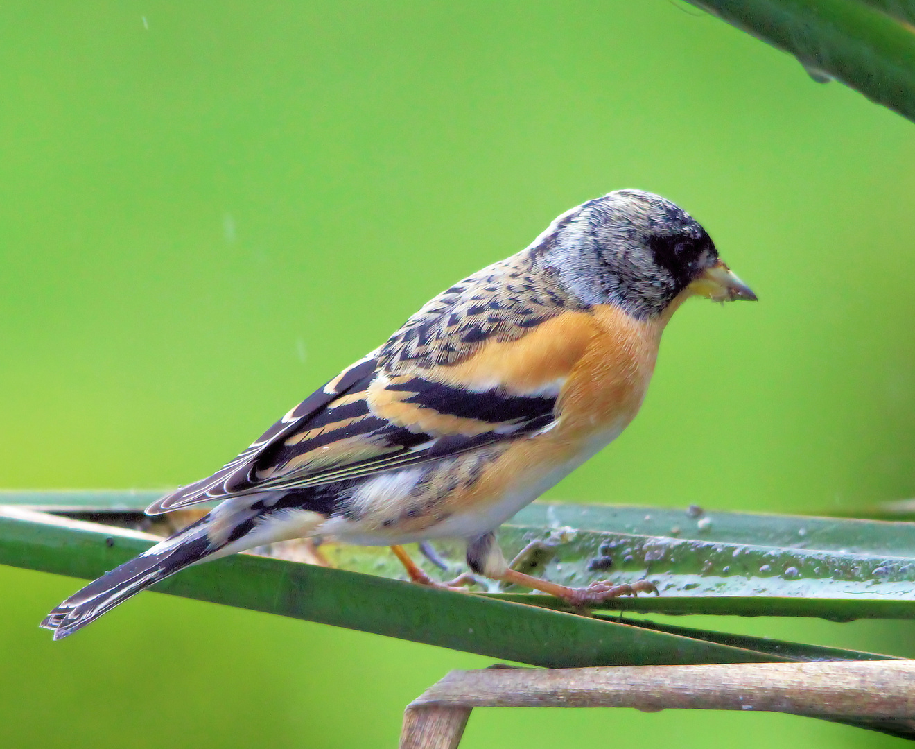 Bergfink  (Fringilla montifringilla)