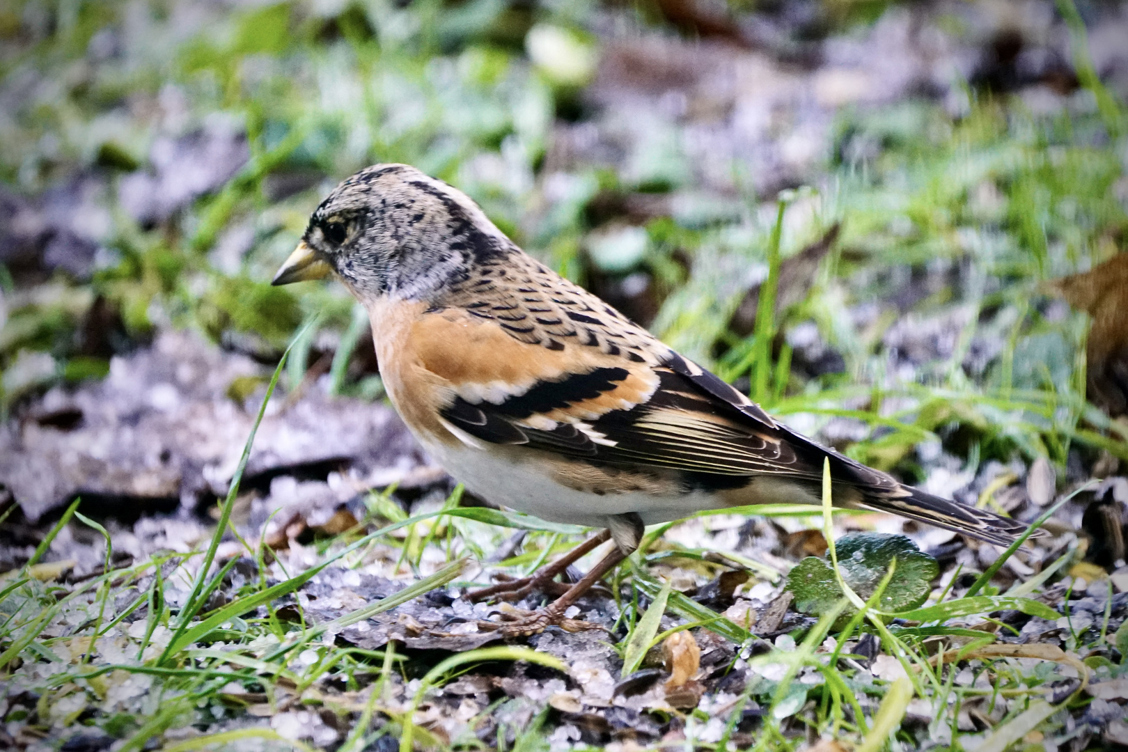 Bergfink (Fringilla montifringilla)