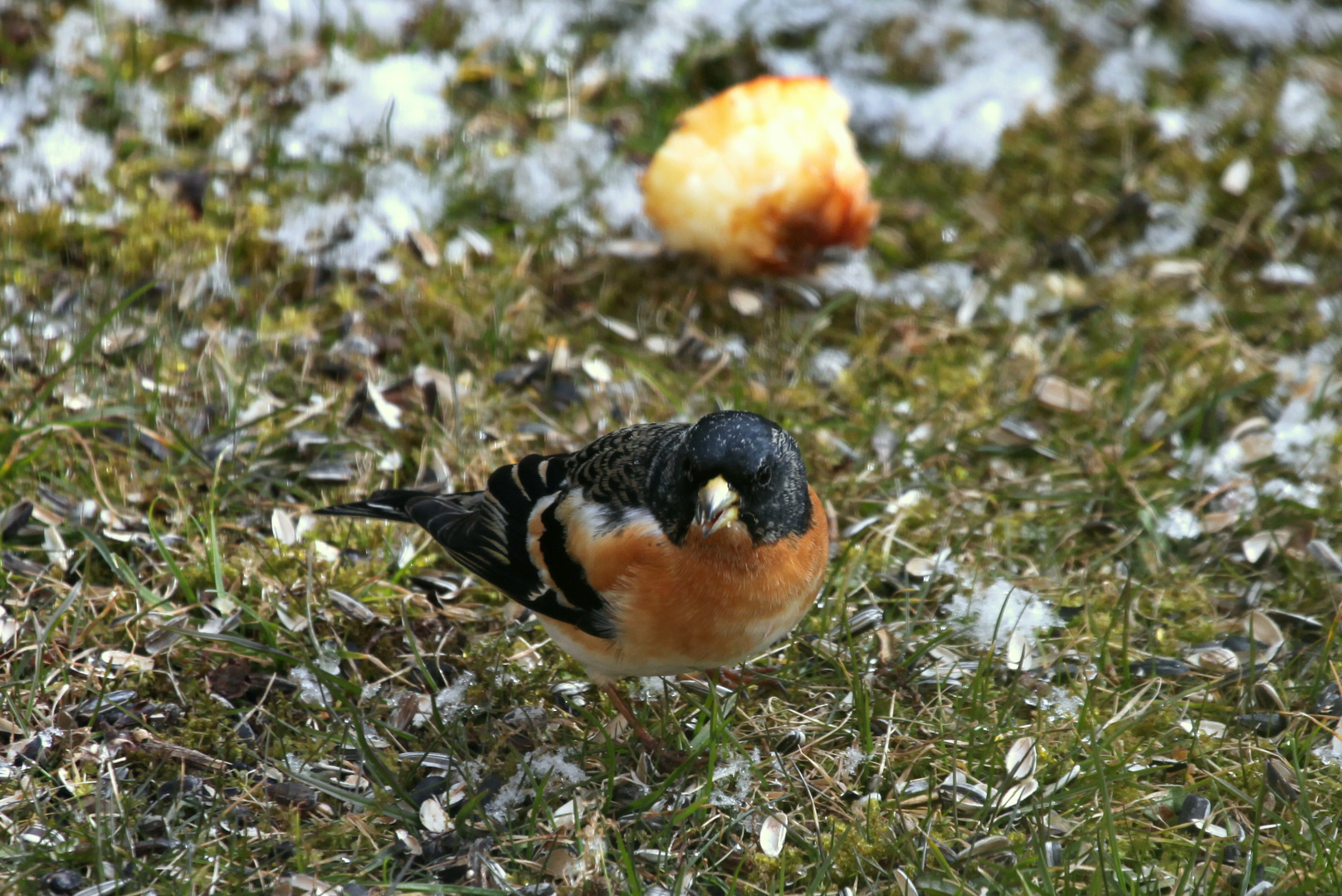 Bergfink (Fringilla montifringilla) ?